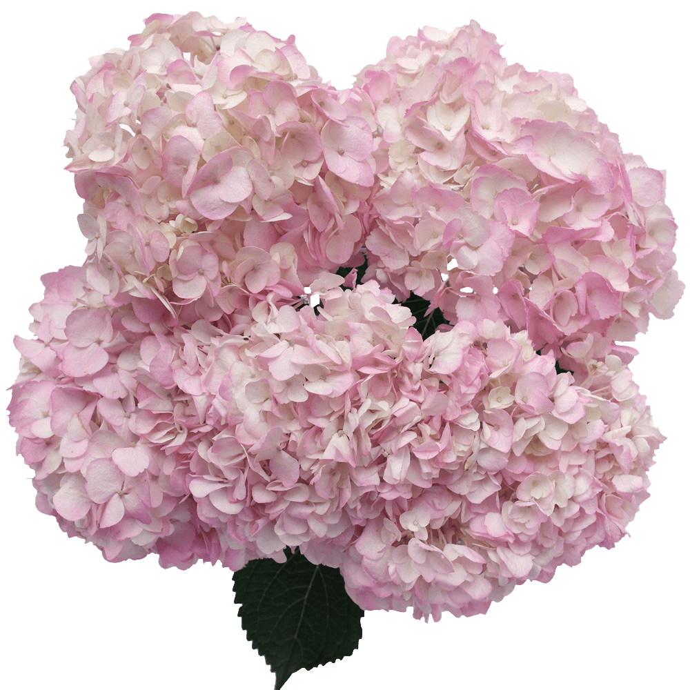 Hydrangea Pink