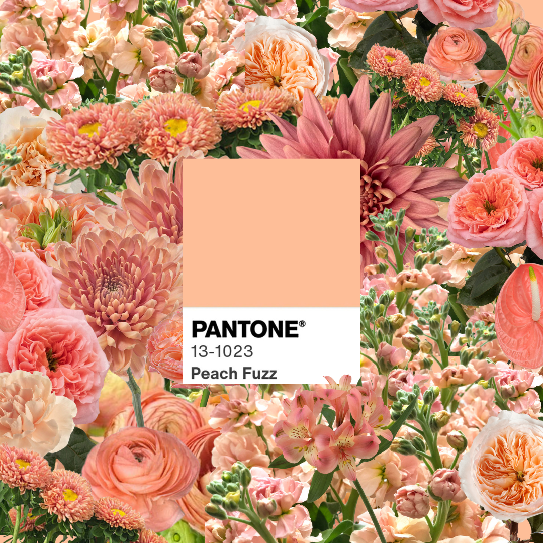 Embracing the Sweetness of Pantone Color of the Year 'Peach Fuzz' in Our 2024 Collection