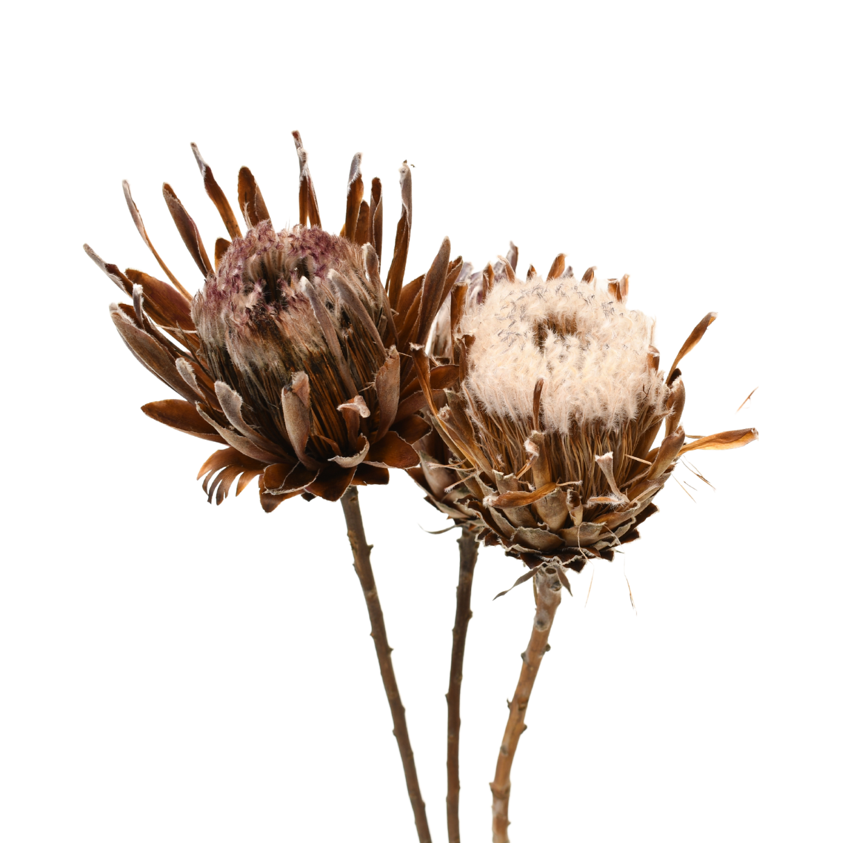 Our Flowers Cali Wholesale Flowers