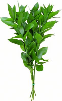 Ruscus Israeli