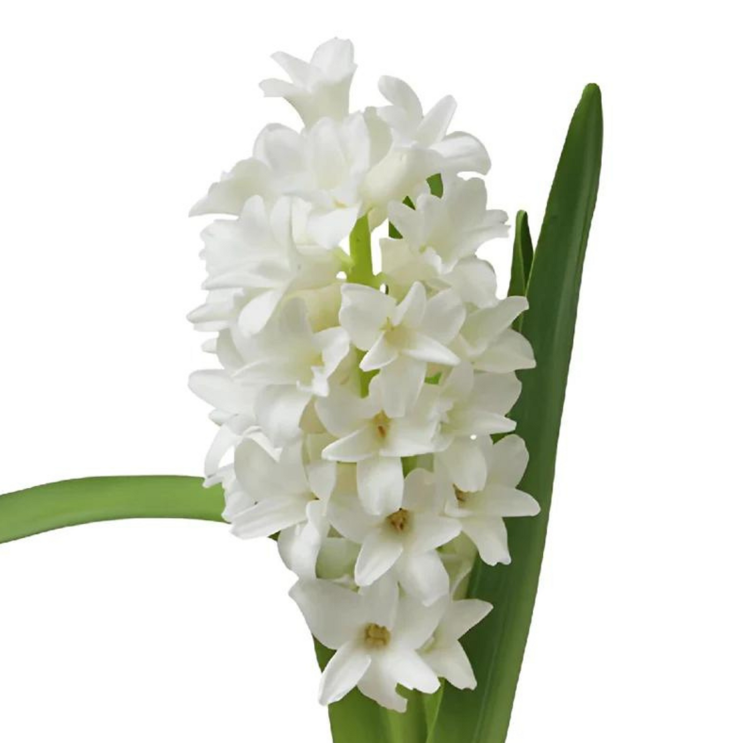 Hyacinth Assorted