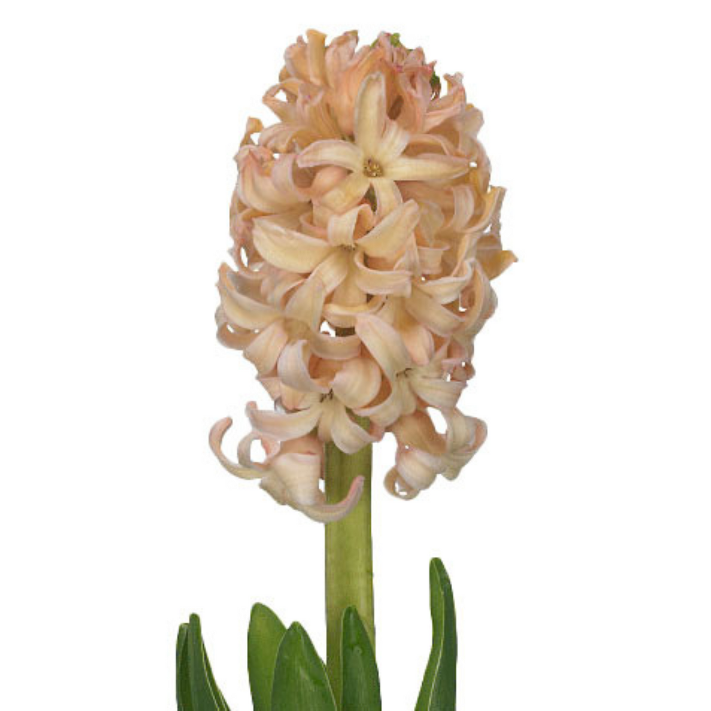 Hyacinth Assorted