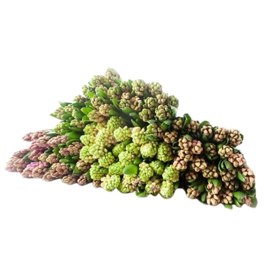 Hyacinth Assorted
