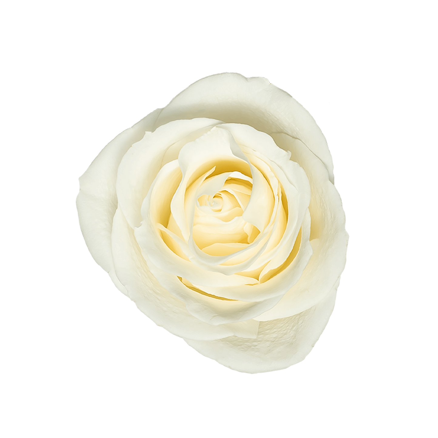 White Ecuadorian Roses