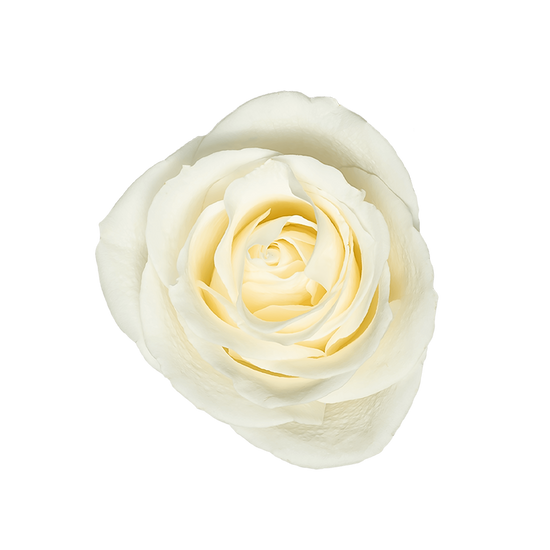 White Ecuadorian Roses