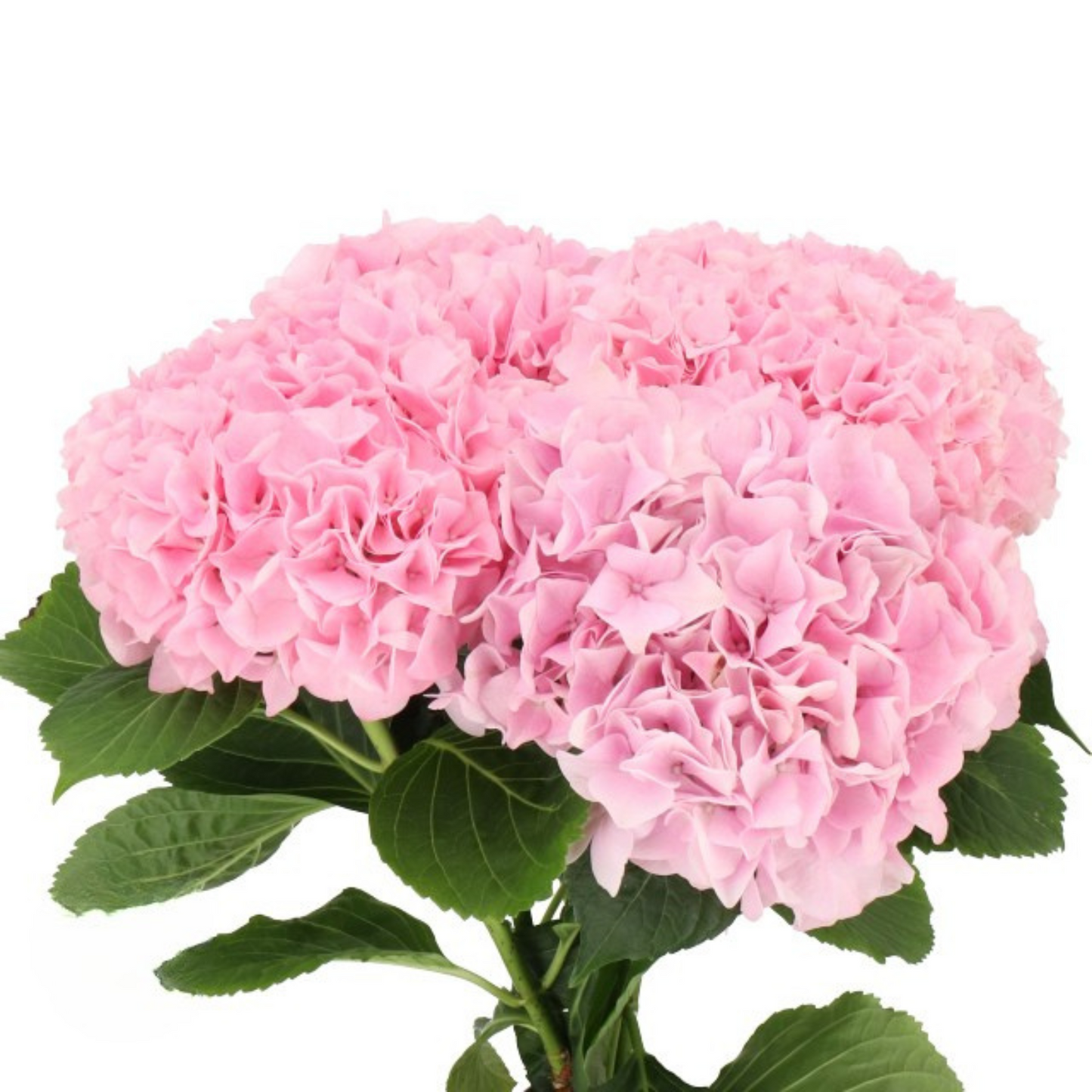 Hydrangea Dutch (5 Stems)