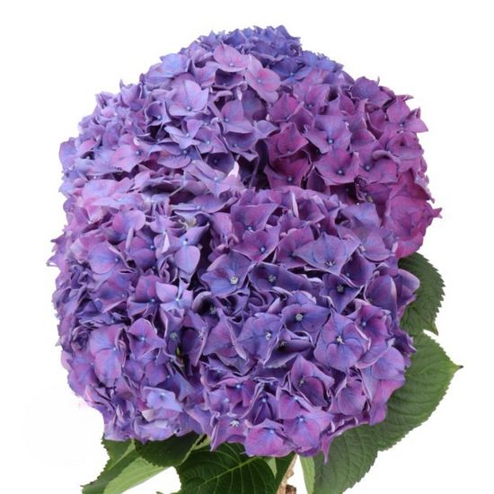 Hydrangea Dutch (5 Stems)