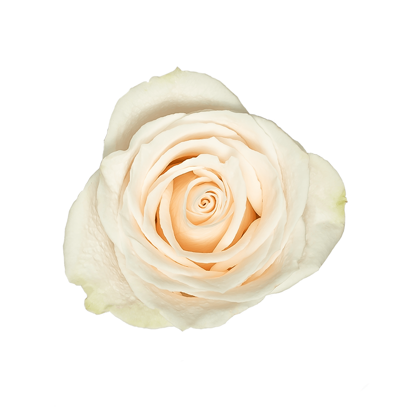 White Ecuadorian Roses