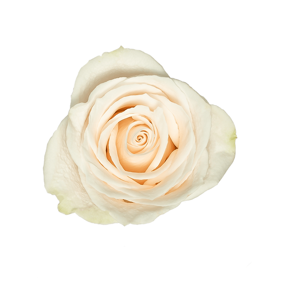 White Ecuadorian Roses