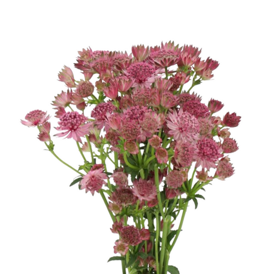 Astrantia