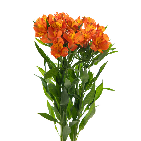Alstroemerias
