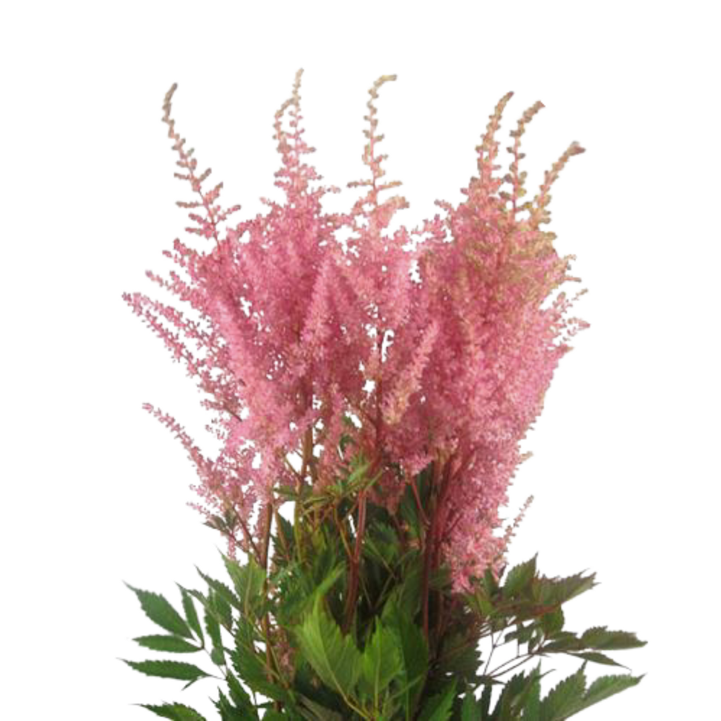 Astilbe