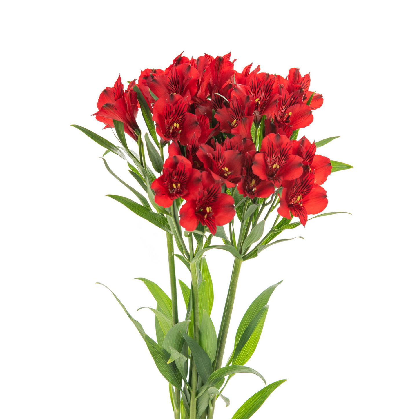 Alstroemerias