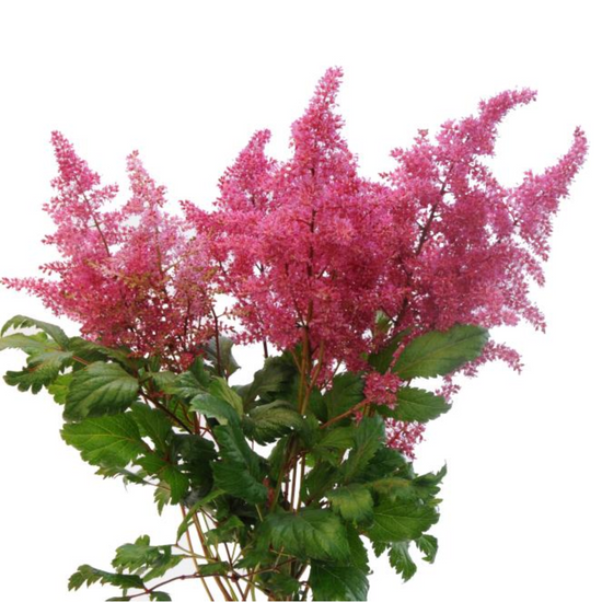 Astilbe