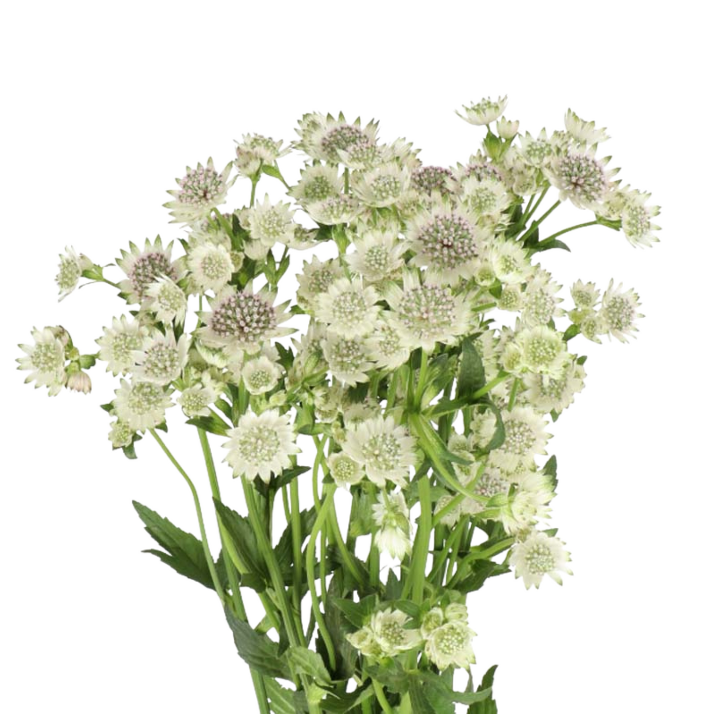 Astrantia