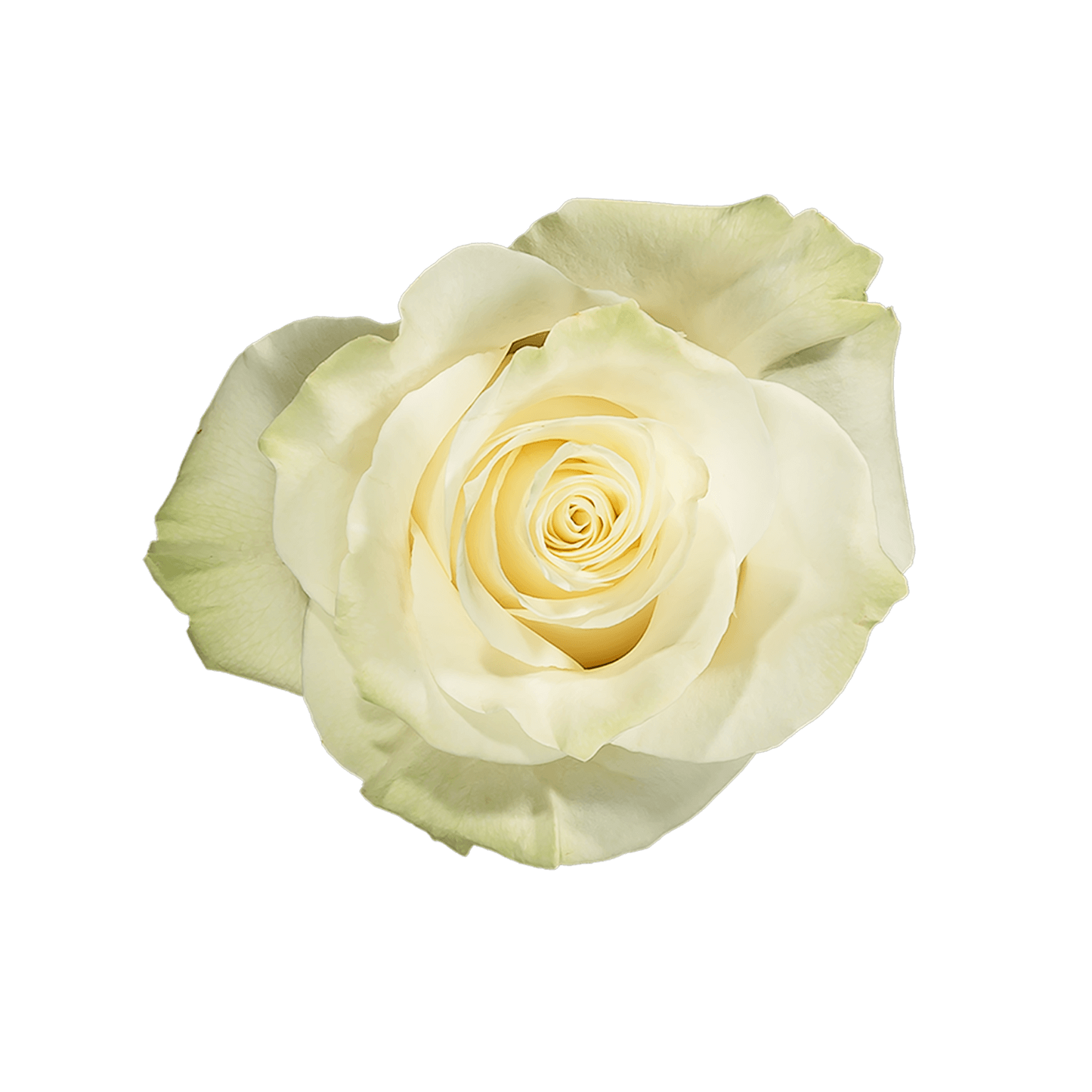 White Ecuadorian Roses
