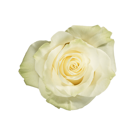 White Ecuadorian Roses
