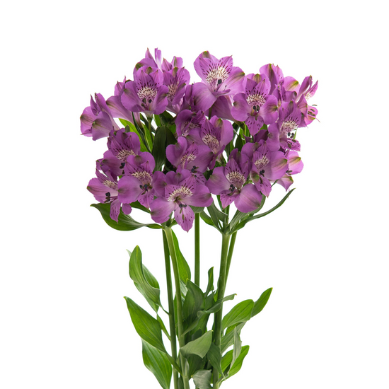 Alstroemerias