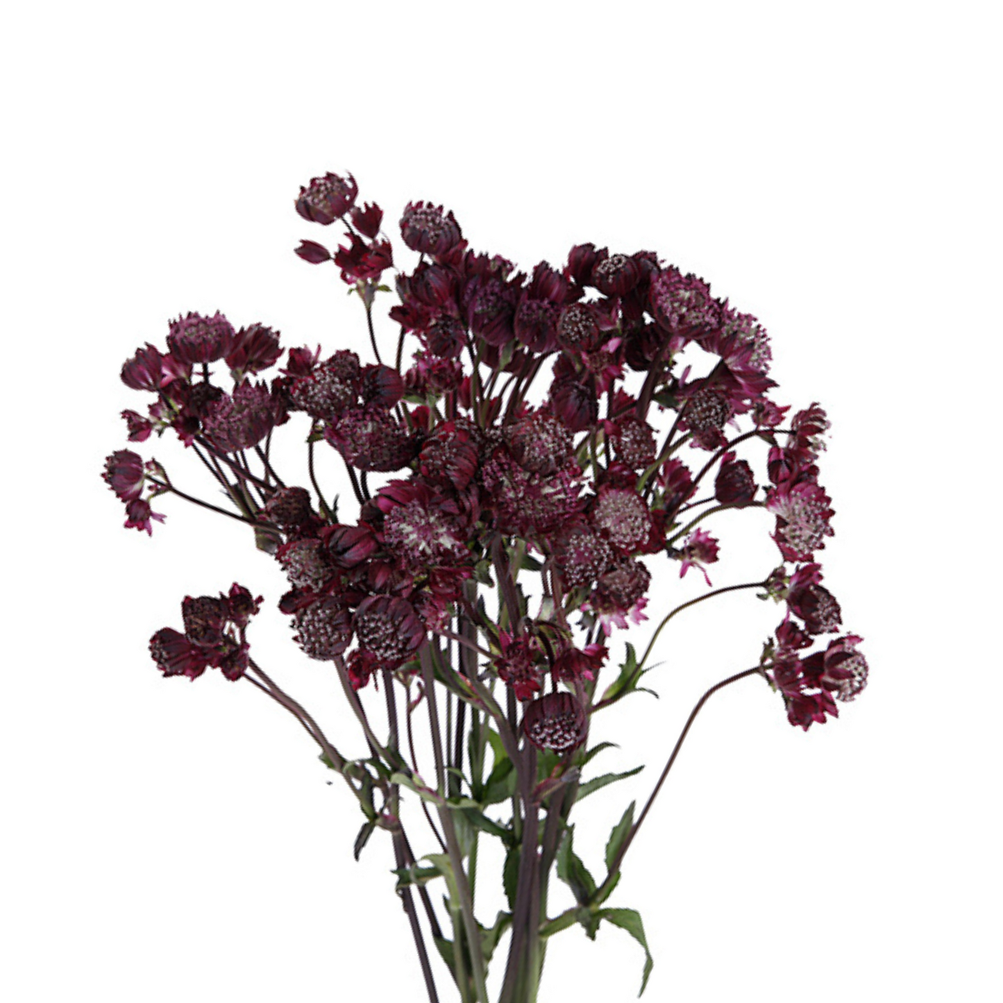 Astrantia