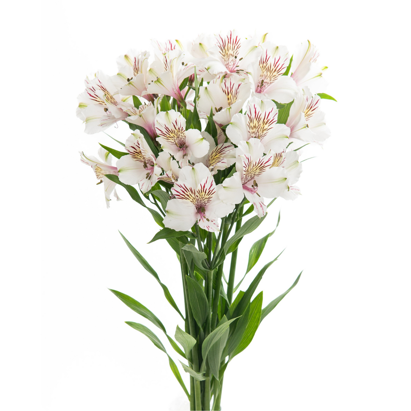 Alstroemerias