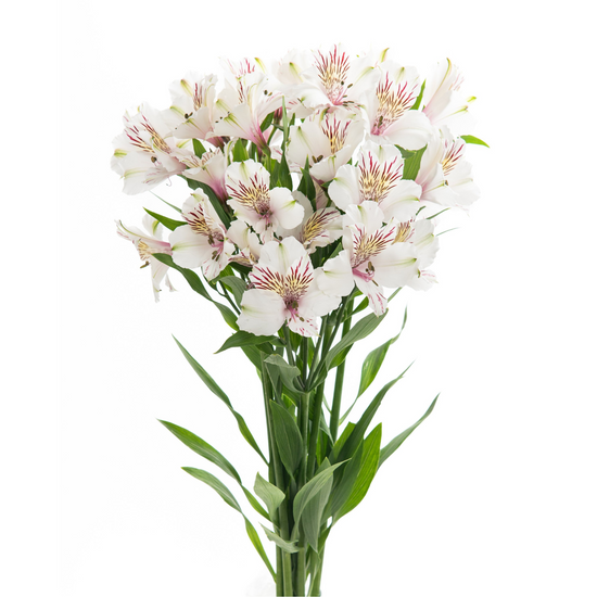Alstroemerias