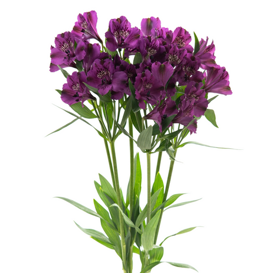 Alstroemerias