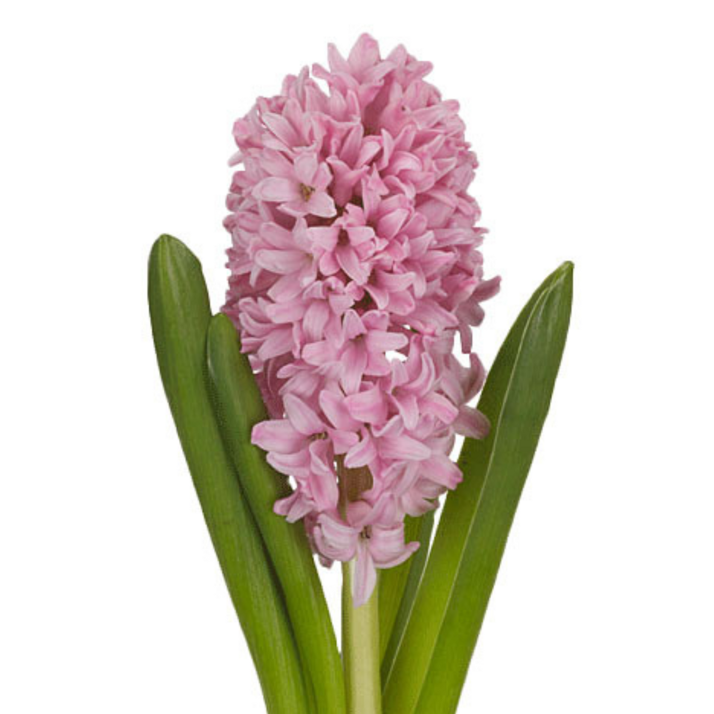 Hyacinth Assorted