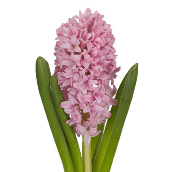 Hyacinth Assorted
