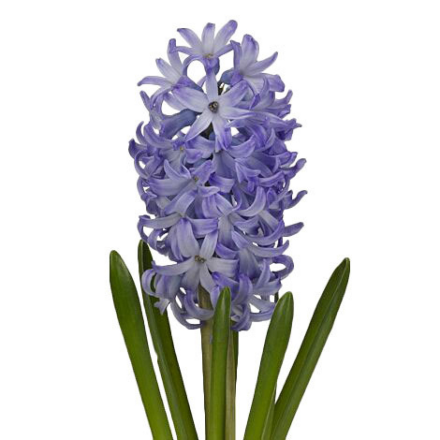Hyacinth Assorted