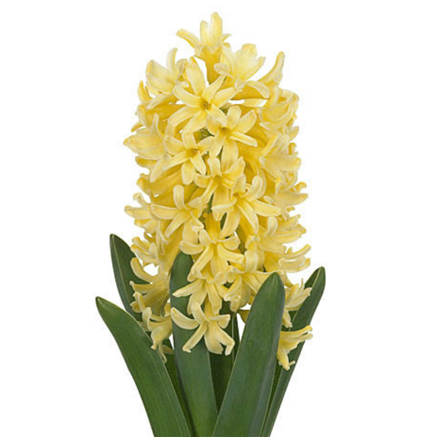 Hyacinth Assorted