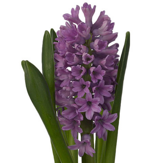 Hyacinth Assorted