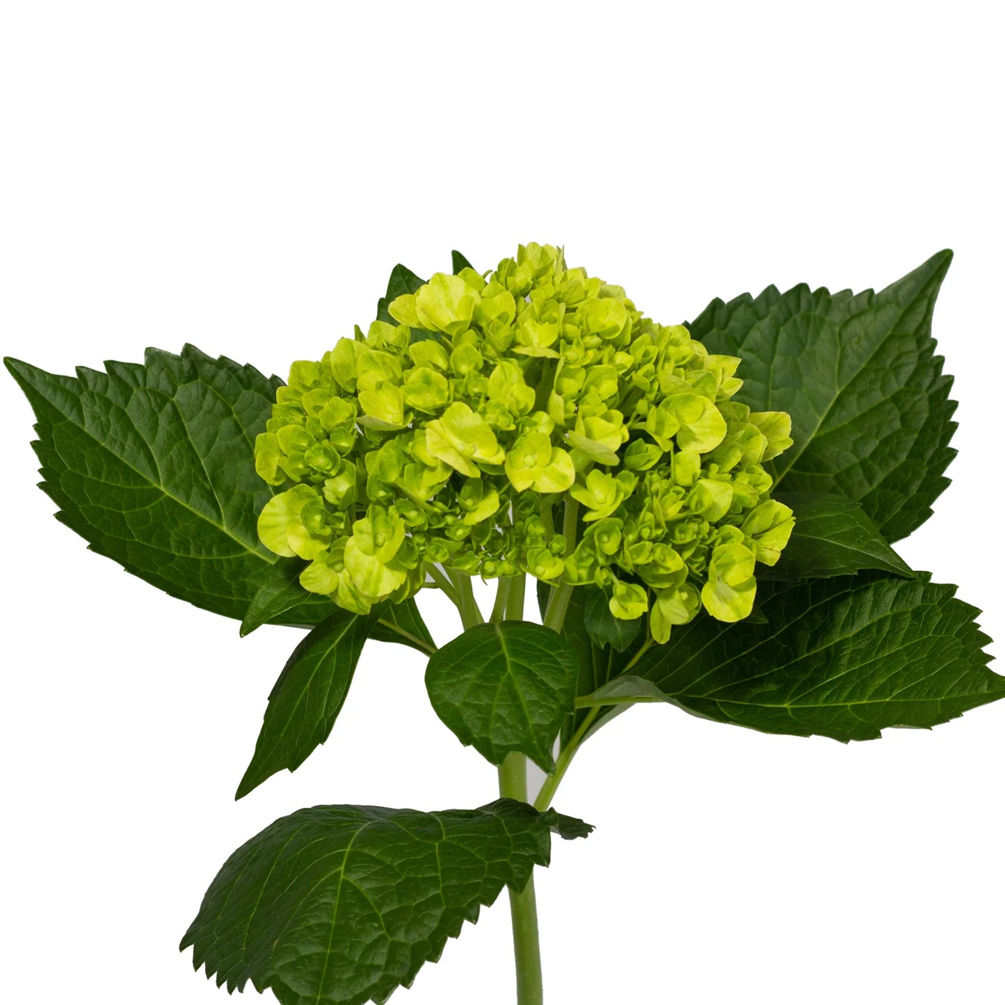 Hydrangea Miniature Green