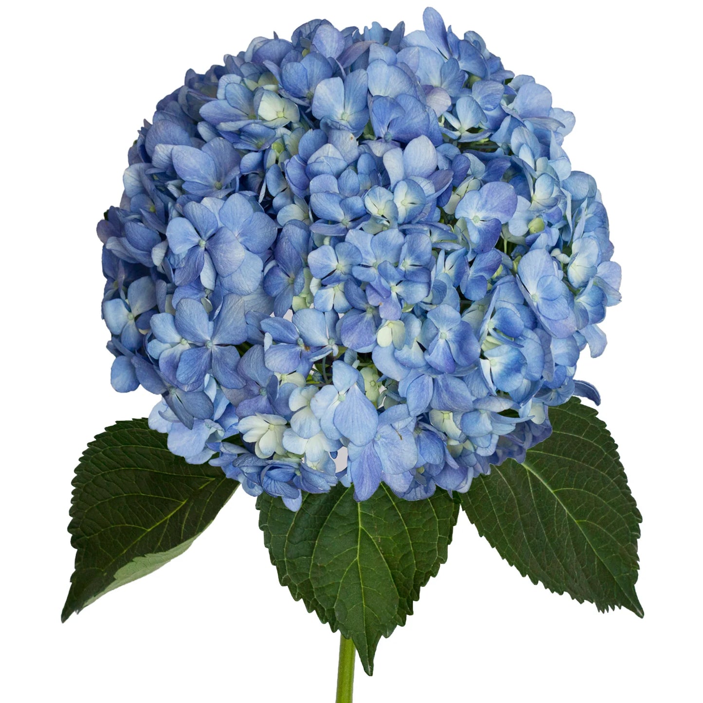 Hydrangea Shocking Blue