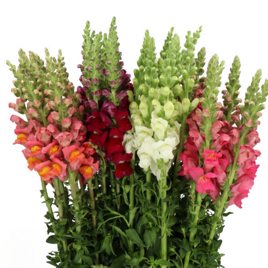 Snapdragon