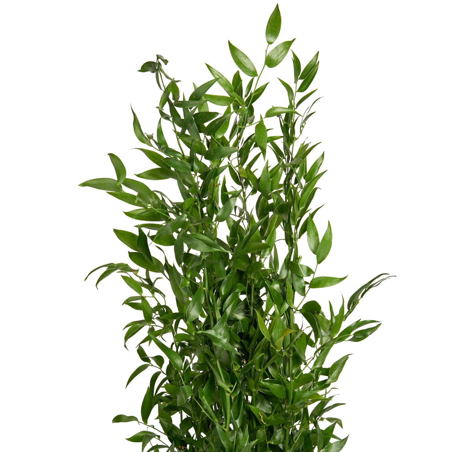 Ruscus Italian XL