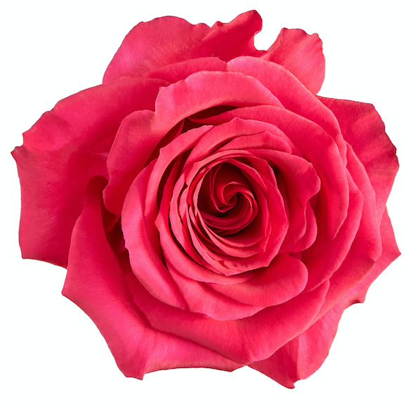 VDay Roses Colors