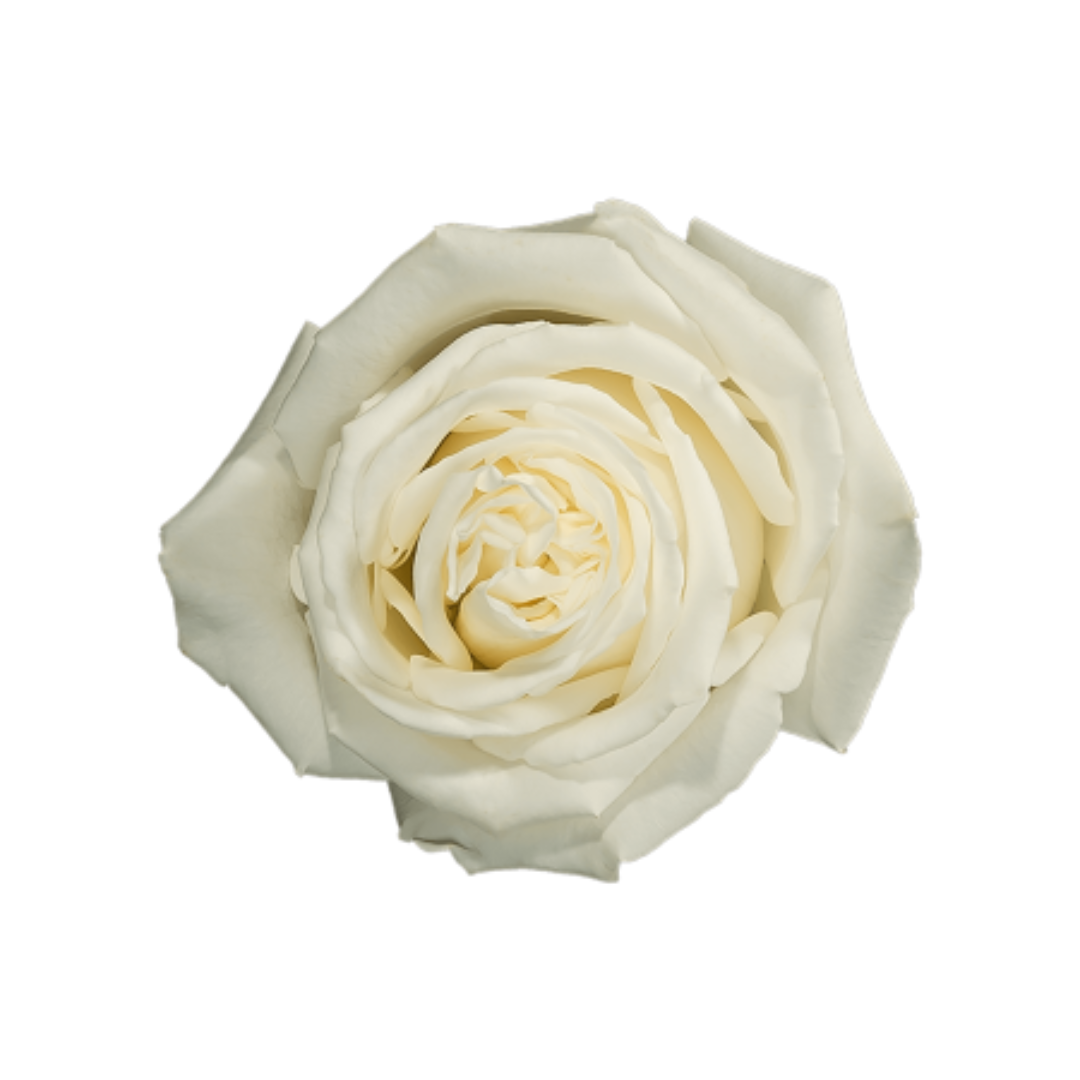 White Ecuadorian Roses
