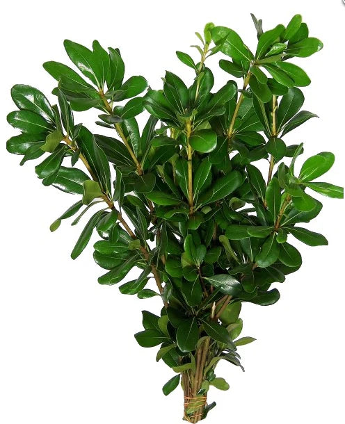 Pittisporum Green