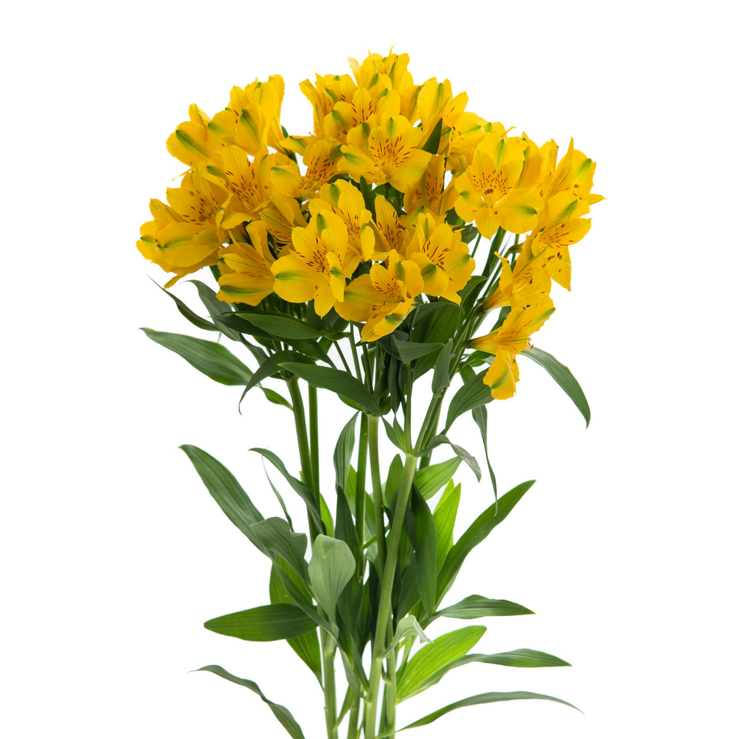 Alstroemerias