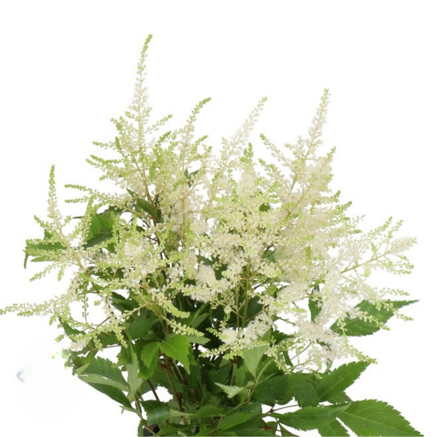 Astilbe