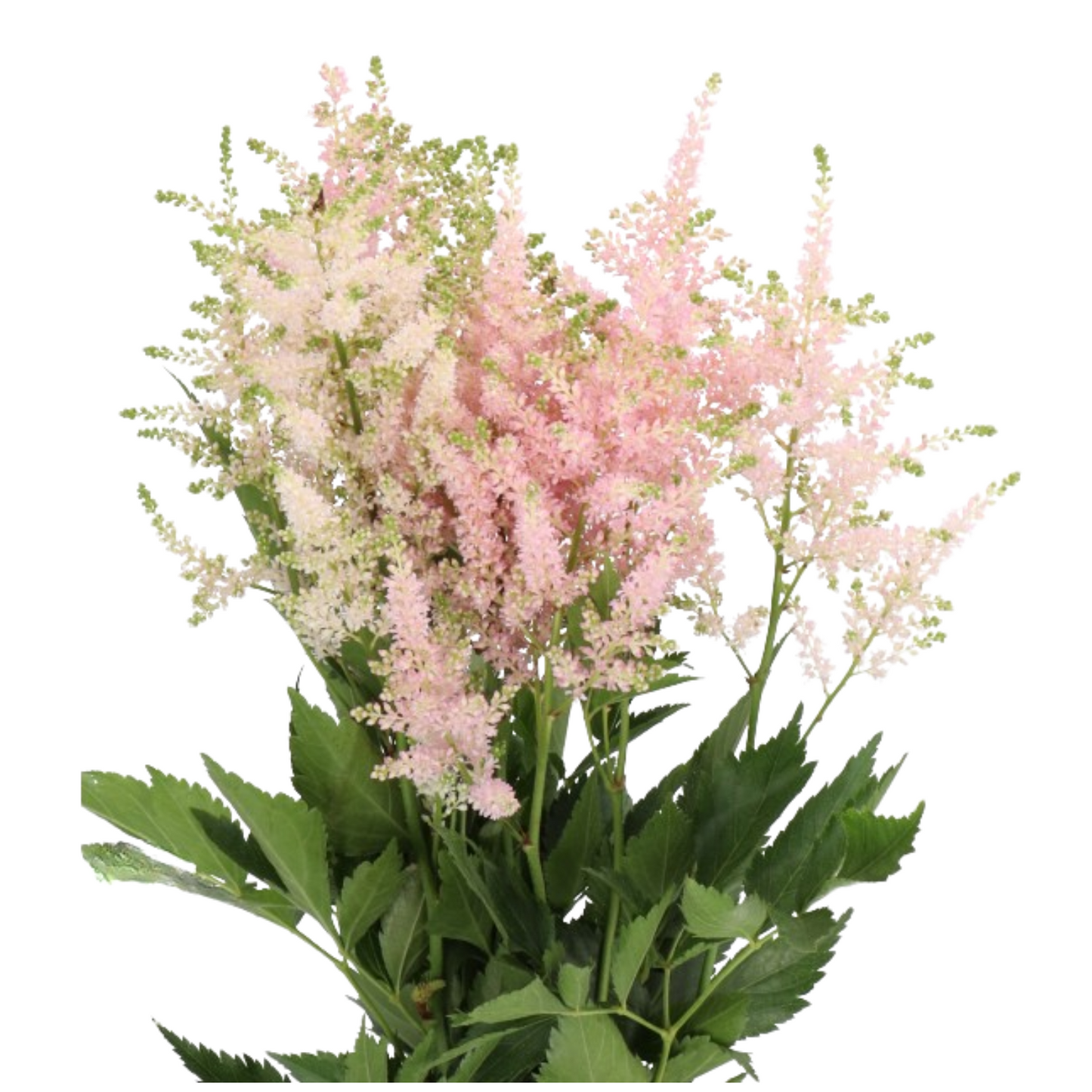 Astilbe Europa (20 Bunches)