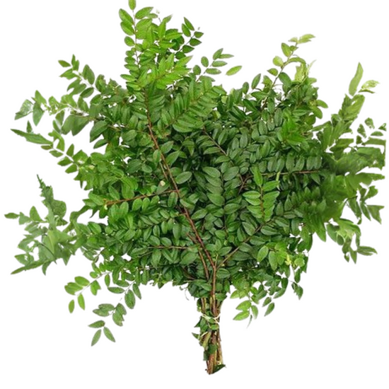 Eucalyptus