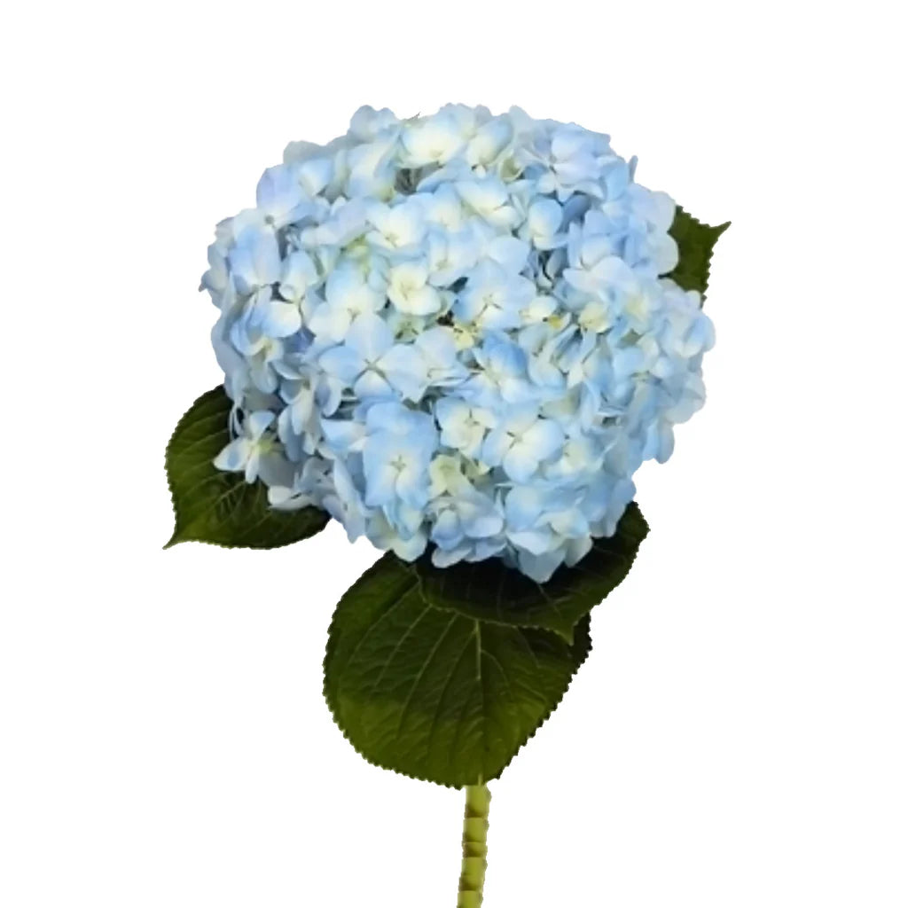 Hydrangea Light Blue
