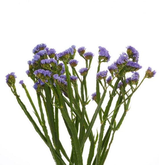 Statice Tissue Culture