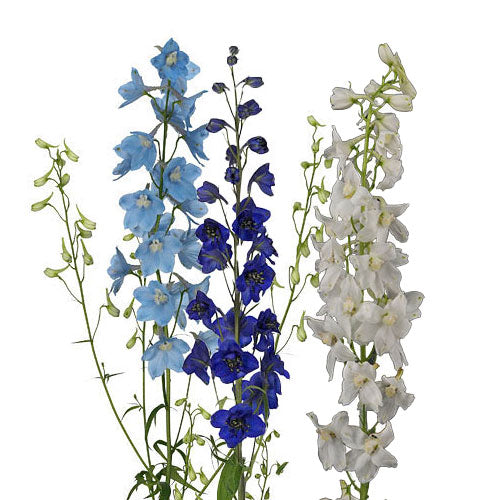 Delphinium Waltz