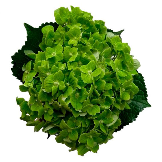 Hydrangea Dark Green