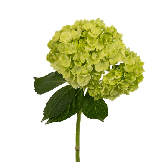 Hydrangea Lime Green