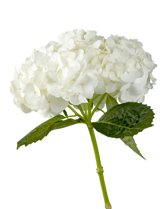 Hydrangea White Premium