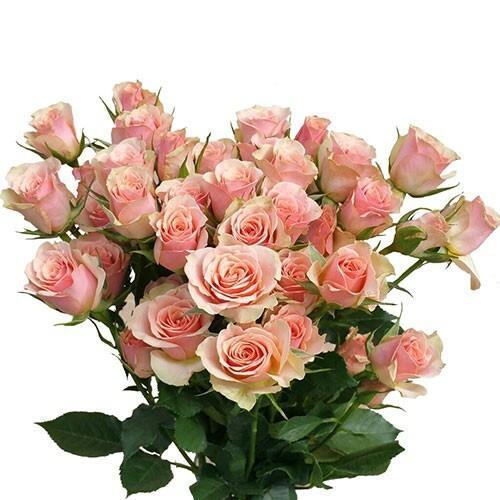 VDAY Spray Roses