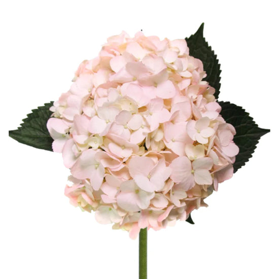Hydrangea Pink (Tinted)